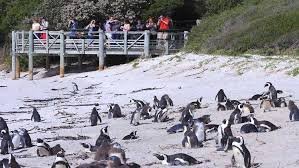 رسوم ترمب تطال حتى الجزر التي لا يسكنها سوى البطاريق