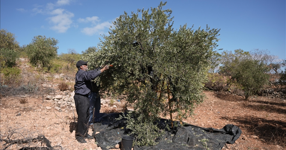 جني الزيتون في قرية برقا ... ثمار يقابلها الرصاص والدم 