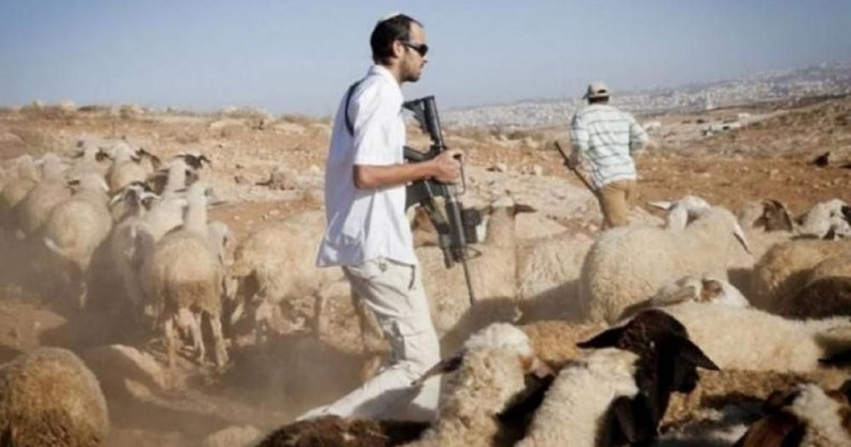 الاستيطان الرعوي في الضفة .. من صفر الى 133 مزرعة استيطانية