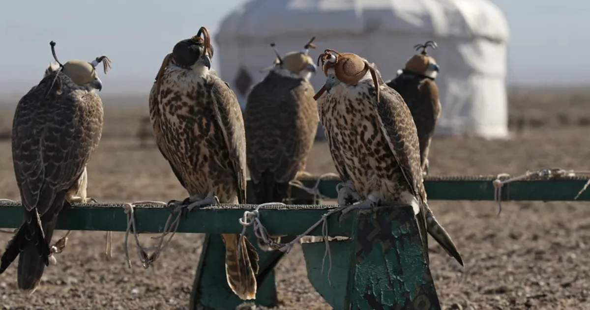 بمساعدة من السعودية.. قازاخستان تطلق صقور الحر المهددة بالإنقراض في متنزه وطني