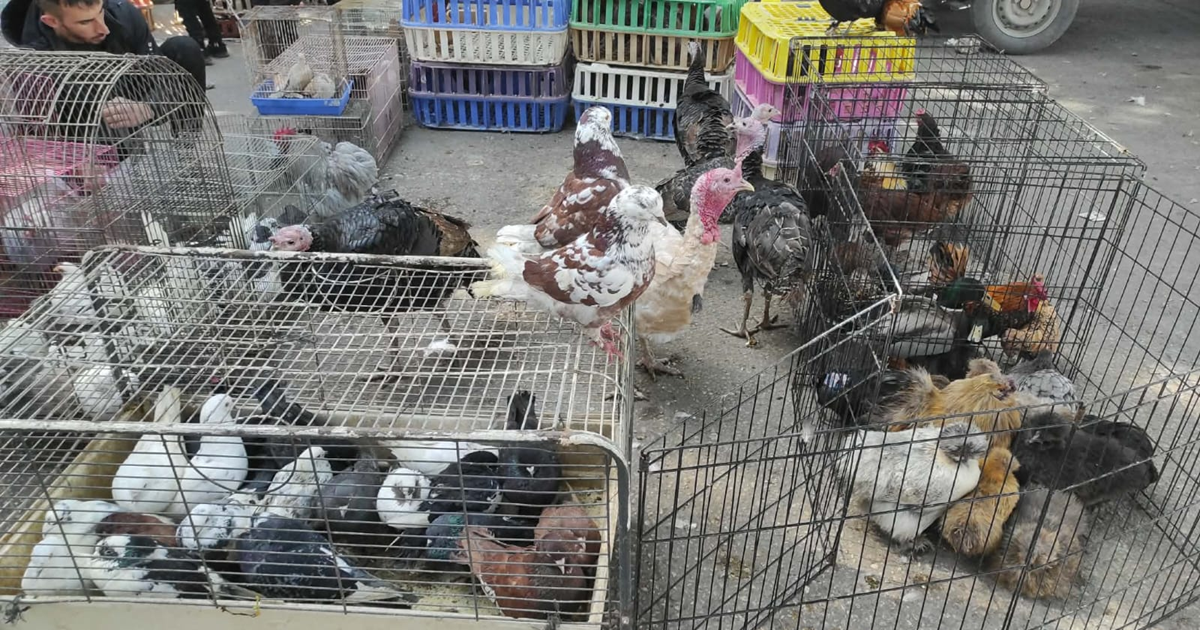 سوق الطيور في نابلس .. تقليد اسبوعي يدب الحياة في المدينة 