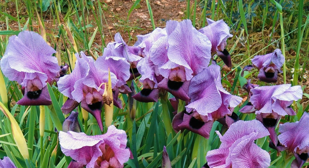 جنين : اسدال الستار على الموسم العاشر للإحتفال بسوسنة فقوعة 