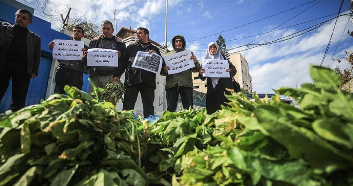 تقرير: أقل من 5% من الأراضي الزراعية في غزة صالحة للاستخدام