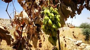 مستوطنون يقطعون أكثر من 100 دالية عنب شرق يطا 