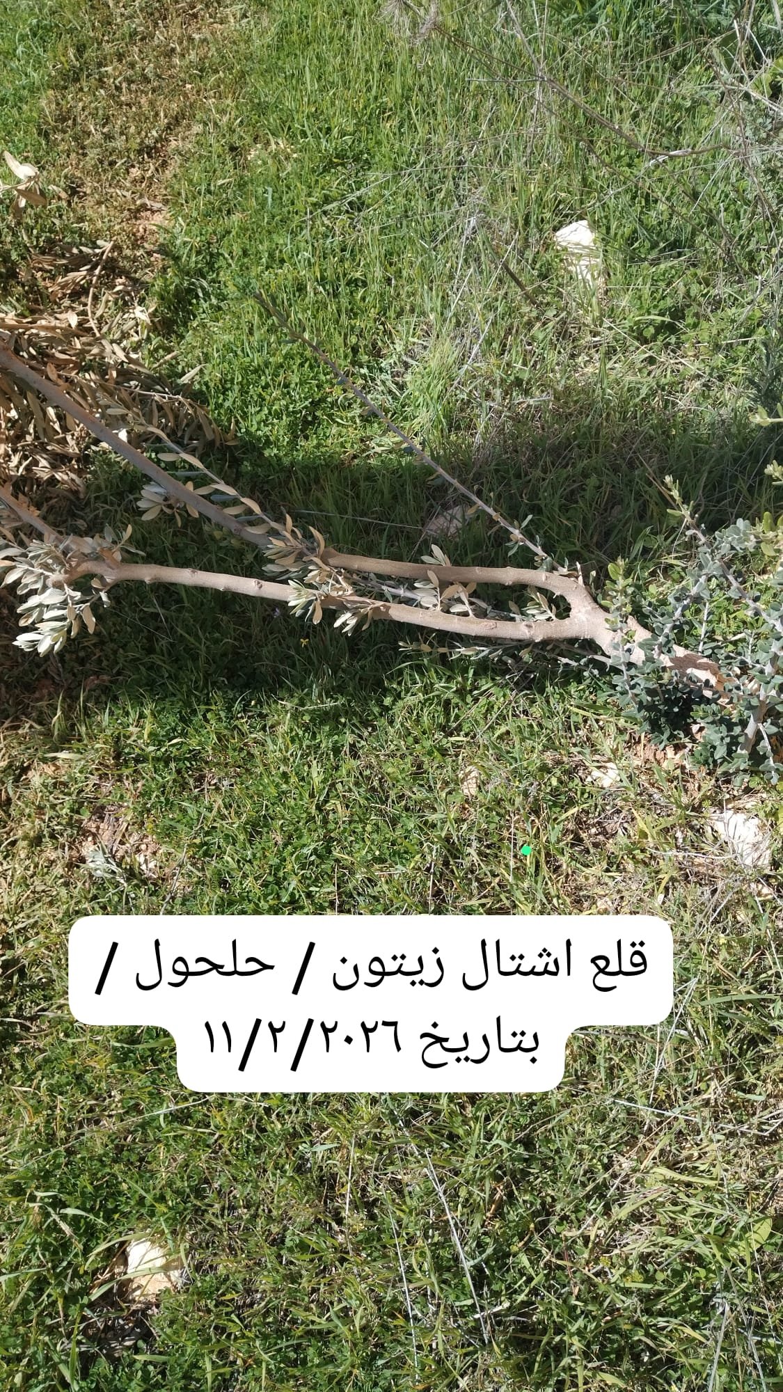 وزارة الزراعة توثق اقتلاع   777 شجرة بخسائر 761 ألف دولار