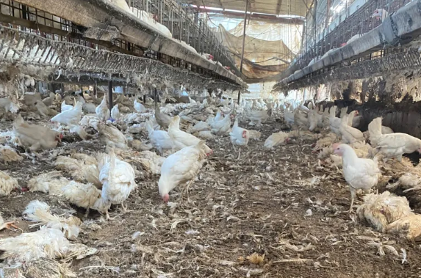 الاحتلال يعدم 7 آلاف دجاجة ويهدم بركسا في أم الريحان