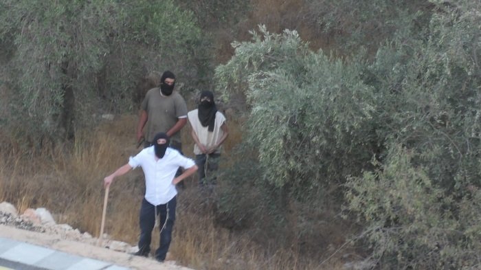  مستوطنون يهاجمون المواطنين ويمنعونهم من قطف الزيتون في سنجل