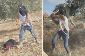  "أوتشا":  71 هجوما للمستوطنين في الضفة خلال أسبوع