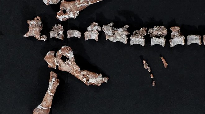 اكتشاف بقايا أحد أقدم ديناصورات العالم في الأرجنتين